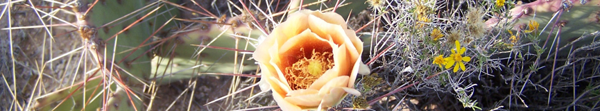 random header image